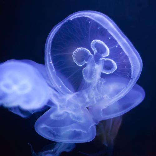 Ужалила медуза: что делать и как себя вести, рассказал доктор Кутушов
